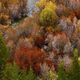 Illustration for article titled Shooting Challenge: Fall Leaves Gallery
